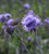 Succisa pratensis (Devil's Bit Scabious)