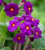 Polyanthus 'Stella Neon Violet' F1