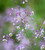Selinum and Thalictrum Border Collection