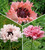 Oriental Poppy Collection
