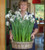 Potted Paperwhites in Willow Basket Gift Set