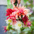 Best Ever Dahlia Collection