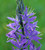 Camassia quamash