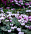 Cyclamen hederifolium