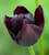 Tulip 'Queen Of Night'