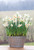 Scented Indoor Narcissus Collection