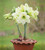 Amaryllis 'Lemon Star'