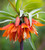 Fritillaria imperialis 'Orange Beauty'