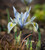 Iris 'Katharine Hodgkin' (Reticulata)