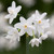 Narcissus papyraceus 'Ziva' and Basket Collection