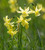 Narcissus for Naturalising Collection