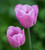 Bumper Border Tulip Mix