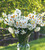 Highly Scented Narcissus Collection in a Gift Box (20 bulbs)