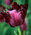 Dutch Master Tulip Collection