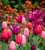 French Tulip Mix