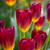 Tulip 'Amberglow'
