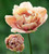 La Belle Epoque and African King Tulip Collection