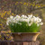 Narcissus 'Sailboat'