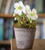 Hellebore in a Grey Terracotta Pot and Saucer