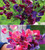 Venetian and Harlequin Sweet Pea Collection