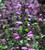 Salvia coccinea 'Summer Jewel Lavender'