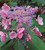 Hydrangea aspera 'Hot Chocolate'