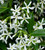 Trachelospermum jasminoides