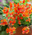 Nemesia 'Sunsatia Plus Little Orange'