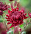 Chrysanthemum 'Bigoudi Red'