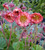 Geum 'Pink Petticoats'