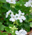 Pelargonium 'Designer White' (Zonal)