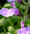 Salvia 'Blue Merced'