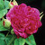 Rosa ‘De Rêscht (Old Rose)