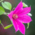 Clematis 'Acropolis' (Boulevard Collection)