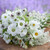 Flowers for a White Garden Seed Gift Box Collection