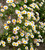 Erigeron karvinskianus 'Profusion'