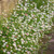 Erigeron karvinskianus 'Profusion'