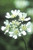 Orlaya grandiflora