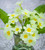 Primula vulgaris (Wild Primrose)