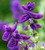 Salvia viridis 'Blue Monday'