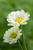 Pale Zinnia Mix