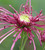 Chrysanthemum 'Porto Purple'