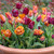 Terracotta Tulip Collection