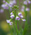 Cardamine pratensis (Cuckoo Flower)