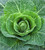 Cabbage 'Wheelers Imperial' (Spring)