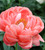 Coral Peony Collection