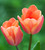 Coral Sand Tulip Collection