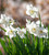 Scented White Narcissus Collection