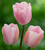 Spring Fresh Tulip Collection