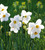 Pheasant's Eye Narcissus Collection